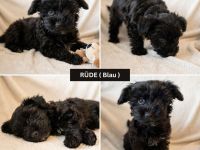 Süße Yorkiepoo Welpen (Yorkshire Terrier Pudel Mix) Hypoallergene Designerhunde ab sofort abzugeben