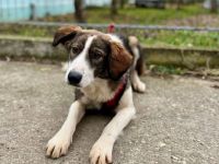 Happy End für Shanna gesucht