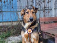 Herzensmenschen für Flinti gesucht