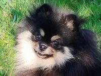 Pomeranian Zwergspitz Zuchtaufgabe Hündin