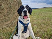 Bruno sucht ein Zuhause