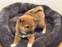 Reinrassige Shiba-Inu Welpen