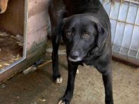 Schwarze Schönheit Minna sucht geduldiges Zuhause