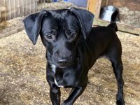 Freundlicher Hodi sucht seine Menschen