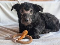 Neue Chance auf ein schönes Leben für den kleinen Simo