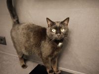 Pumi - Treue Seele sucht dringend ein Zuhause