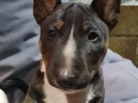 Miniatur Bullterrier Rüden