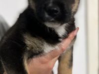 Spike sucht ein Zuhause mit Herz 🐾