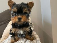 🐶 Mini Yorkshire Terrier Welpen – liebevoll & kleinbleibend 🖤🤎