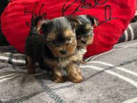 Reinrassige Mini-Yorkshire-Terrier-Welpen In liebevolle Hände abzugeben