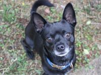 Knirps,Chihuahua-Pinscher-Mix, geb. 2021, sucht ruhiges und strukturiertes Zuhause