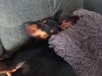 Süsser Dobermannmix in liebrvolle Hände abzugeben