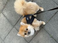 Pomeranien Minispitz