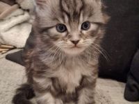 Xl Main coon kitten suchen Zuhause für immer Ende März