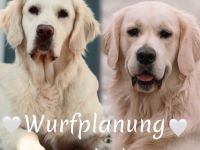 Wu r f a n k ü n d i g u n g : Golden Retriever Welpen  aus liebevoller Aufzucht mit Ahnentafel!!!