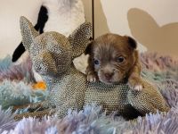 Süße Chihuahua Welpen