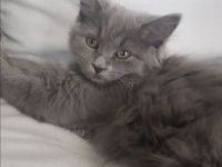 12 Wochen alte Katzen mix bkh bkh zu verkaufen männlich