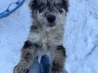 Schäferhund / Australien Shepherd Welpen