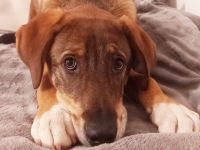 Charlie - großer Herzensbrecher