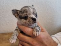 Chihuahua Welpen, nur noch 4 frei