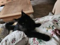 =^..^=Wunderschönes junges Maine Coon Mädchen BLACK mit Stammbaum aus seriöser Zucht =^..^=