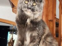 =^..^=Extrem verschmustes junges Maine Coon Mädchen mit Stammbaum aus seriöser Zucht =^..^=