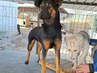 Athena sucht ihr Für-immer-Zuhause