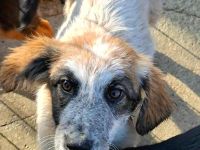 Lotta sucht ihr Für-immer-Zuhause