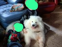 Über Aisa freundliche Samojedenhündin 5 Jahre sehr verschmust