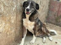 Lesi sucht ihr Für-immer-Zuhause