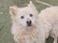 Samojedenhündin Alaya