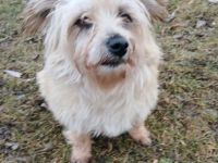 Lotte auf Pflegestelle in 99441 Magdala sucht ihr Für-immer-Zuhause