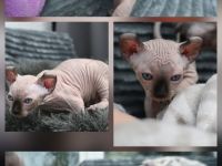 Elf Sphynx Kitten Jungs