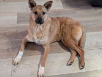 Siri auf Pflegestelle in 22115 Hamburg sucht ihr Für-immer-Zuhause