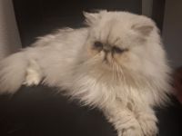 🐾 Liebevolles Zuhause gesucht für ruhige Perserkatze (4 Jahre) 🐾