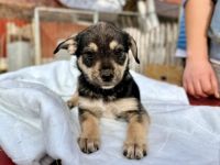 Kleine Hundeseele Merle sucht Rettung