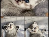 Liebevolle BKH Kitten suchen ein neues Zuhause