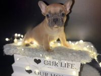 Reinrassige Französische Bulldoggen Welpen suchen ein Wunderschönes Zuhause