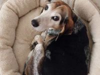 Siobhan (Hündin, Beagle-Mix)