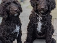 Großpudel / Königspudel / Standardpudel in braun mit Papieren