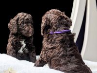 Großpudel / Königspudel / Standardpudel in braun mit Papieren