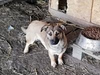 Kira, lieb und verspielt