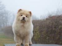 Welpen mit FCI-Stammbaum vom Züchter