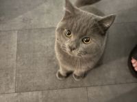 Reinrassiger Britisch Kurz Haar  Kater abzugeben