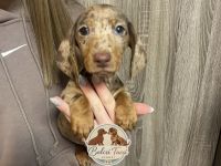 Schokoladentigerfarbener Zwergdackel Welpen mit FC