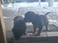 Rottweiler Dobermann Mix Welpen