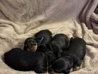 Dackel Welpen Standard Kurzhaar