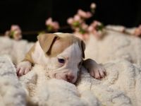 Exklusive American Bully Welpen: Jetzt kennenlernen und verlieben!