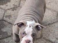 Exklusive American Bully Welpen : Jetzt kennenlernen und verlieben!