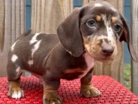 Miniatur Dackel Welpen zuverk.  Qualitativ hochwertige Welpen mit hervorragender Abstammung. Qu